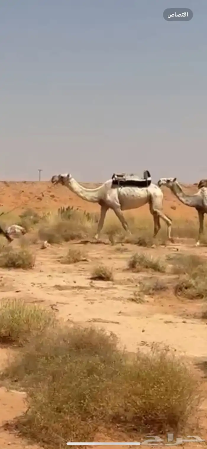 رحول ابل شرط 1