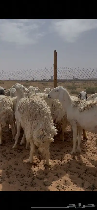 غنم حريات حرش ضريع ودفيع index