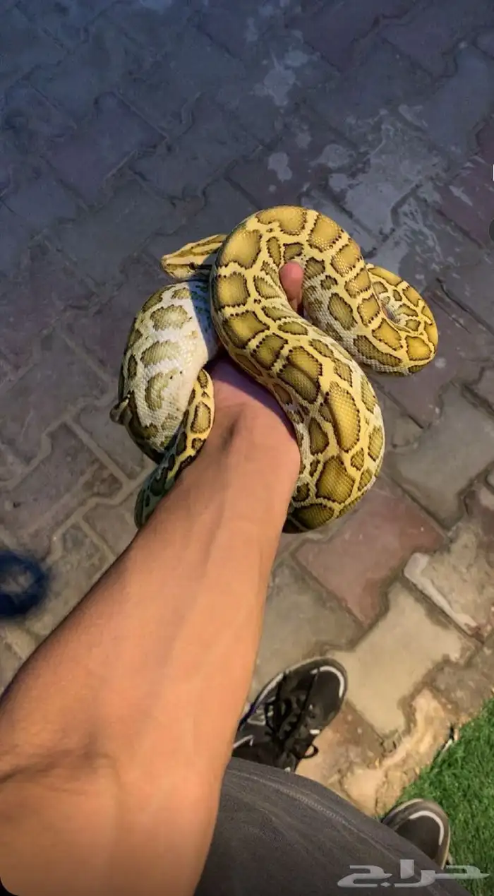 بورميس هايبو 3