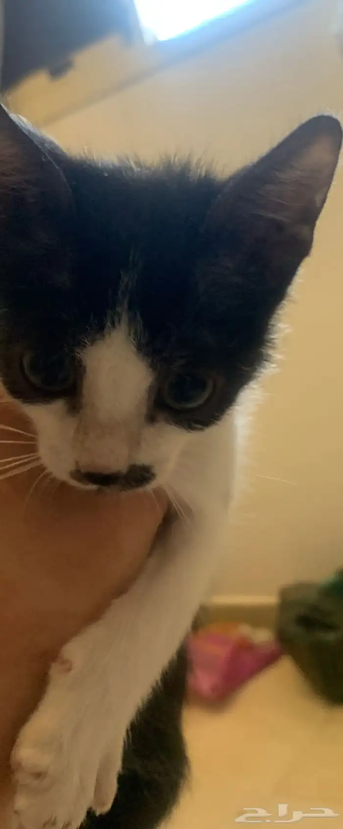 قط توكسيدو ذكر بعمر 3شهور 3