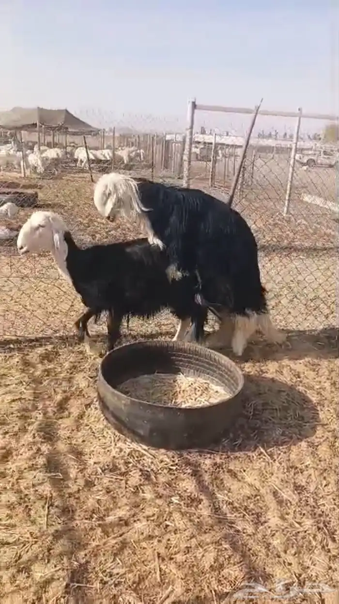 فحل نجدي كفو 6