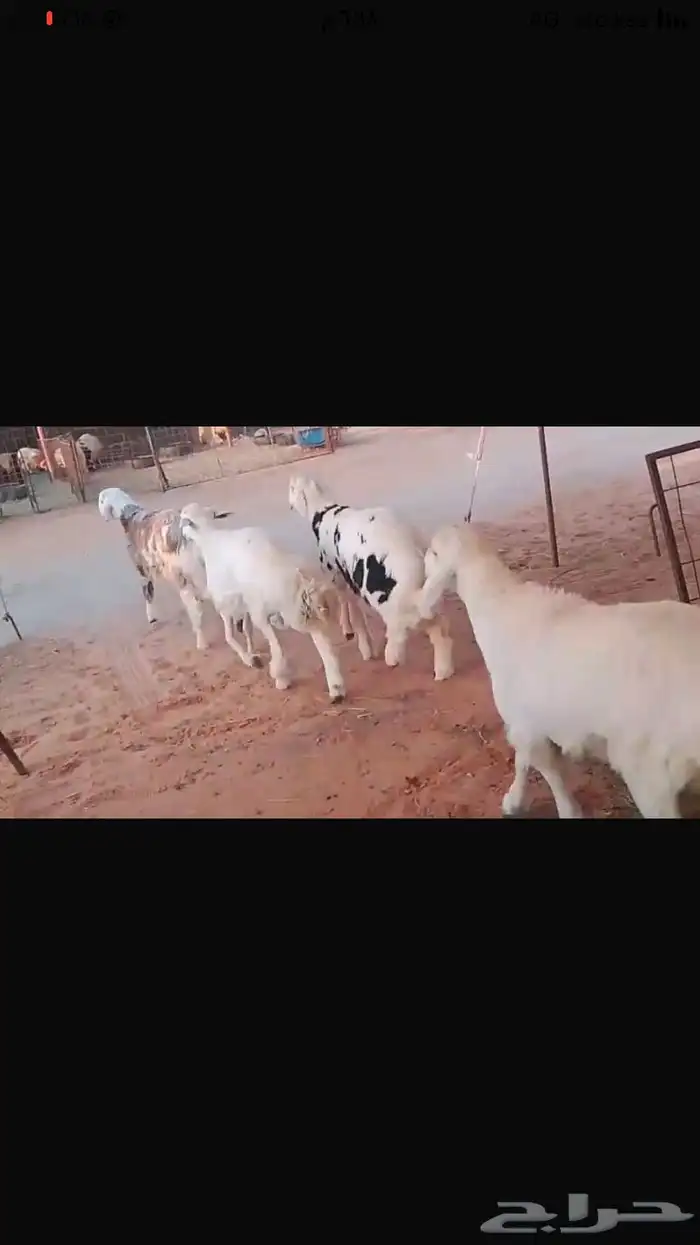 4 خرفان حري ومهجن مع نجدي جذعان فل شحم 2