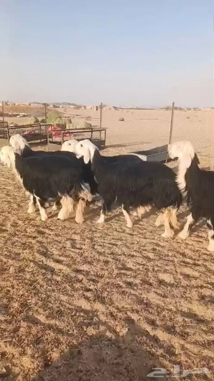 فحول نجد عيسيات حري عوارض 30