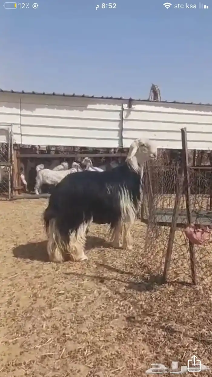 فحول نجد عيسيات حري عوارض 28