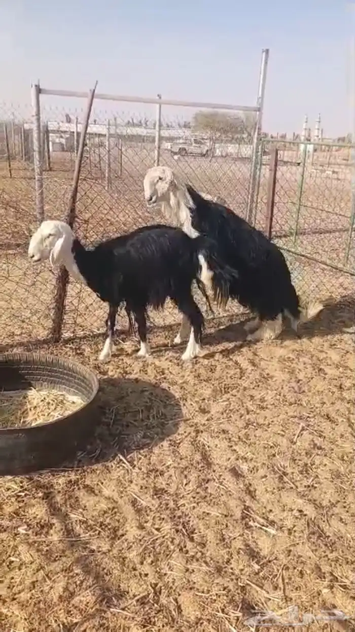 فحل نجدي كفو 5