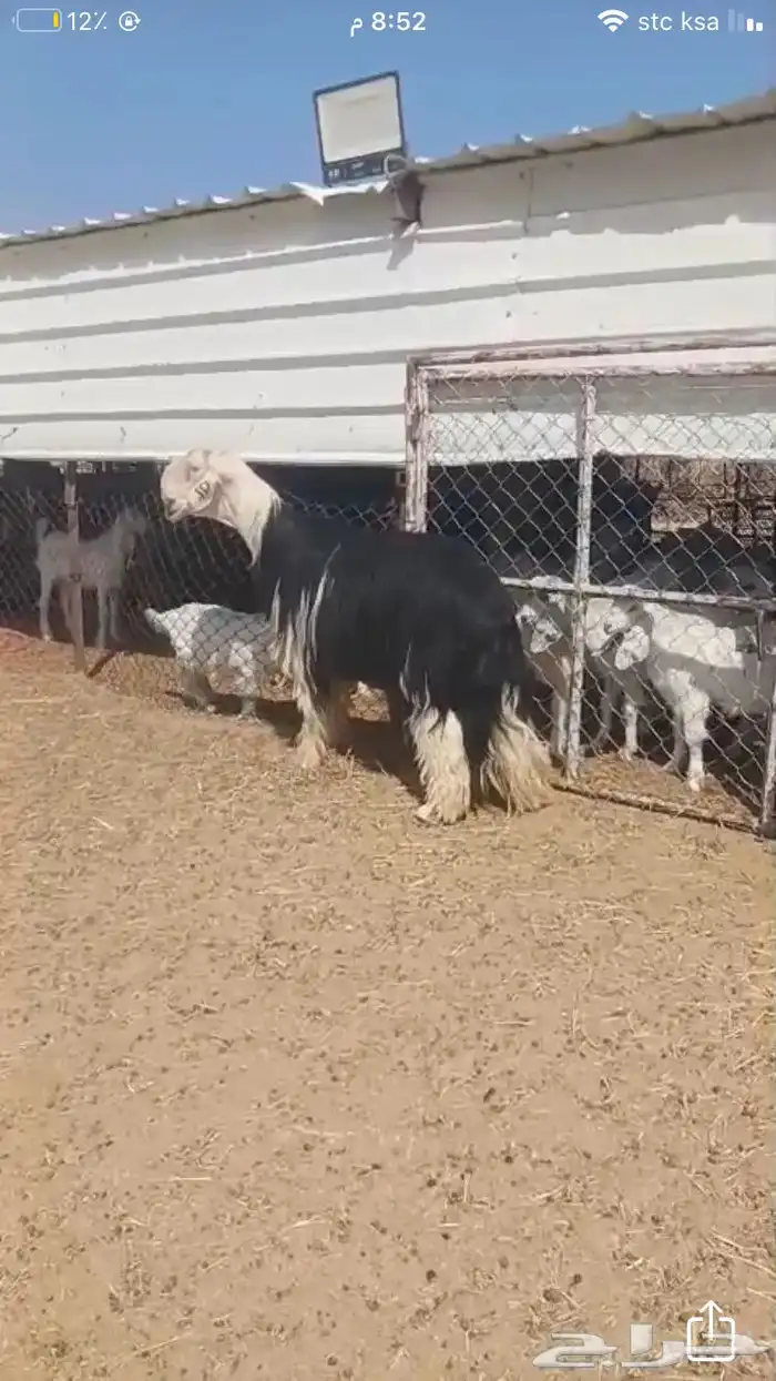 فحول نجد عيسيات حري عوارض 29