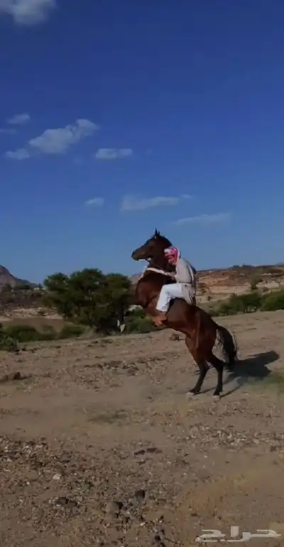 حصان شعبي كفوو index