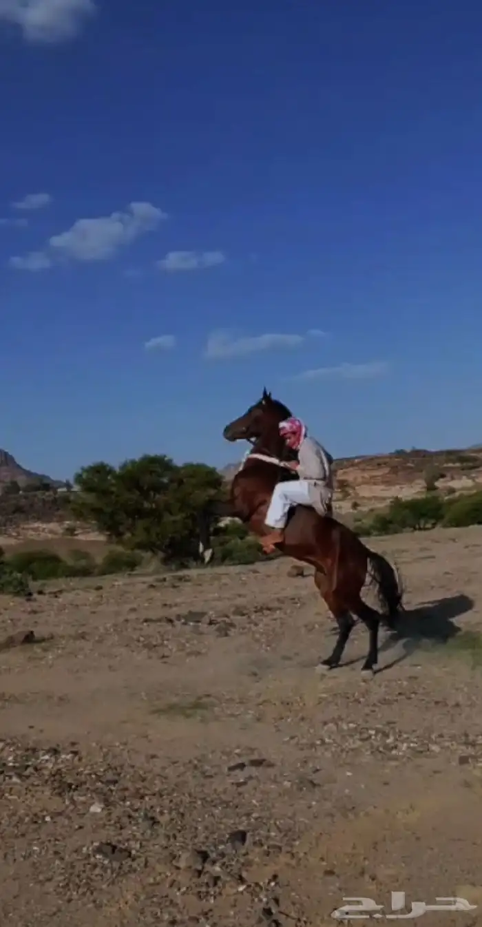 حصان شعبي كفوو 2