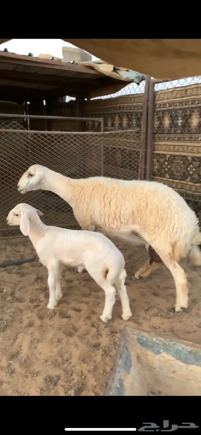 رخل خلفه صنف الصنف تحت رخل 0