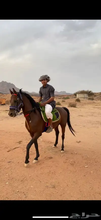 حصان شعبي كفوو index