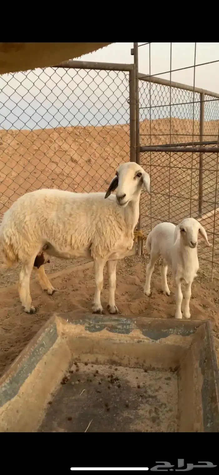 رخل خلفه صنف الصنف تحت رخل 1