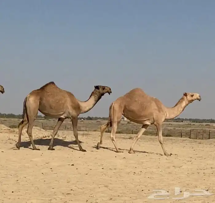 بكار كككفو وطيبه للبيع 6