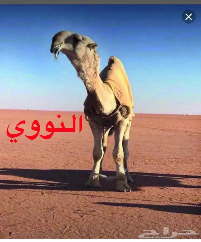 مطلوب هايلكس دبل ديزل 2012 وفوق 0