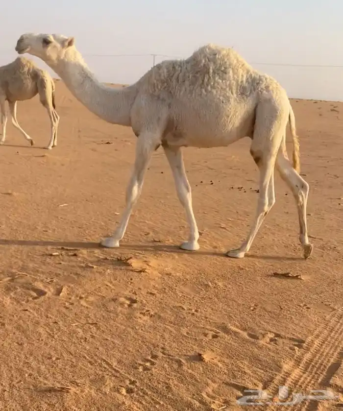 للبيع قعود جده الحاكم وعلى جميع الشروط 0