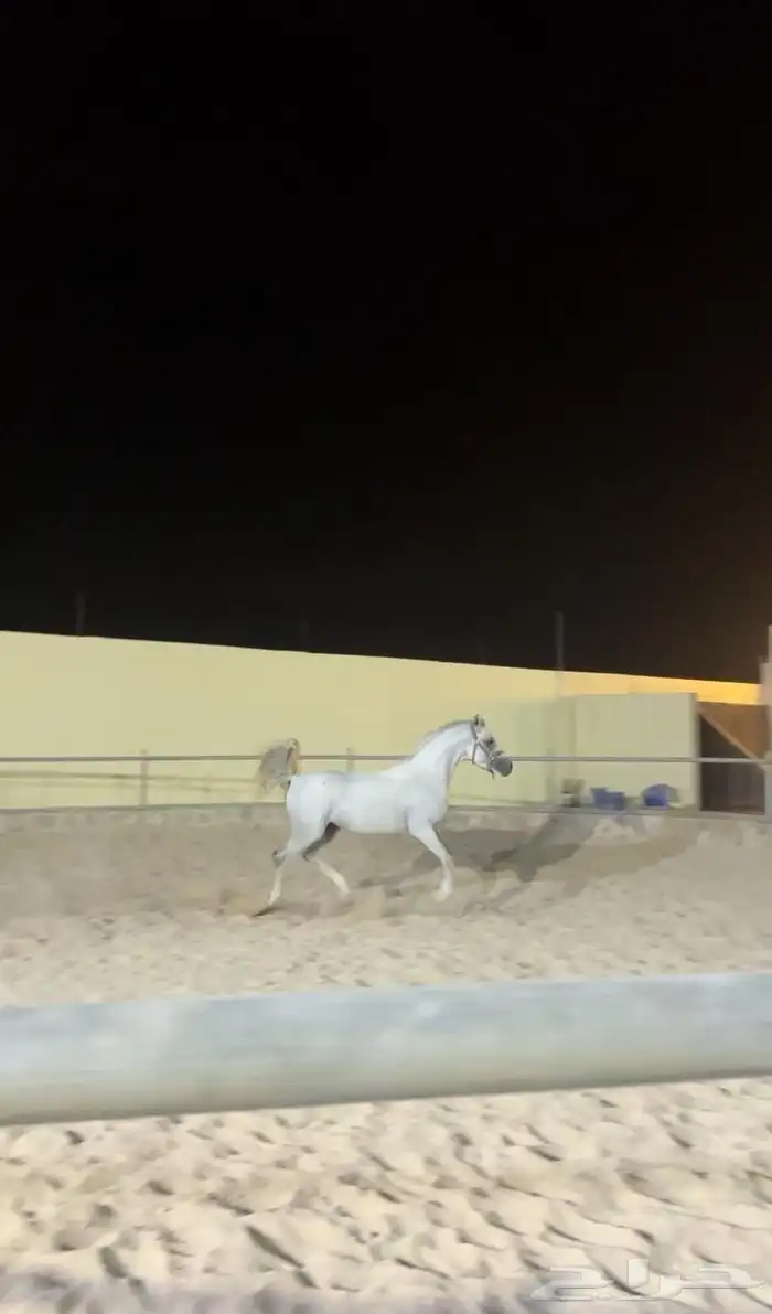 حصان عربي اصيل 1