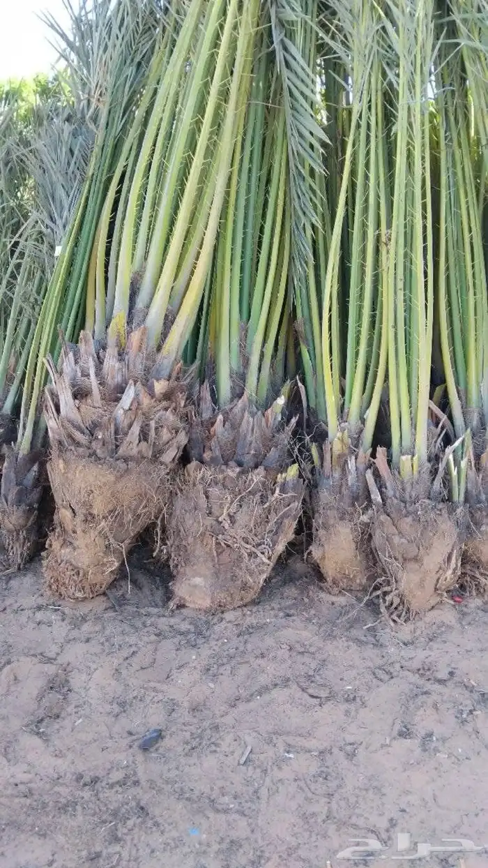 توريد جميع أنواع النخيل لجميع أنحاء المملكه 4