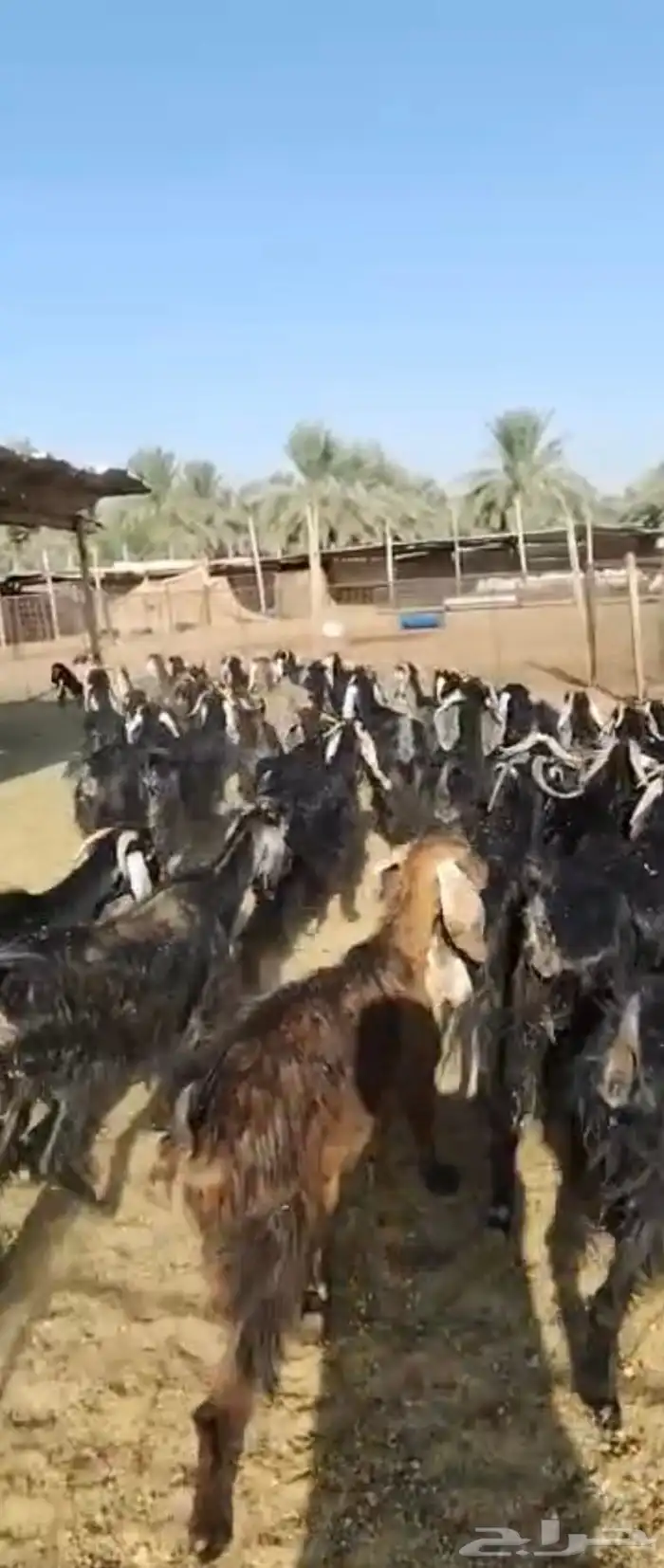 معزا العدد 40 البيع (400 ) 1