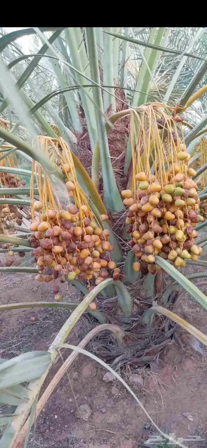 توريد وقلع نخل صفري برني شكل وادي ترج 11