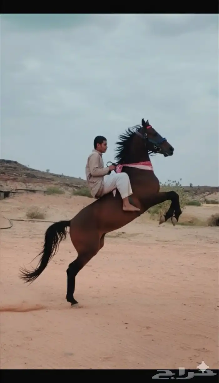 حصان شعبي كفوو 1