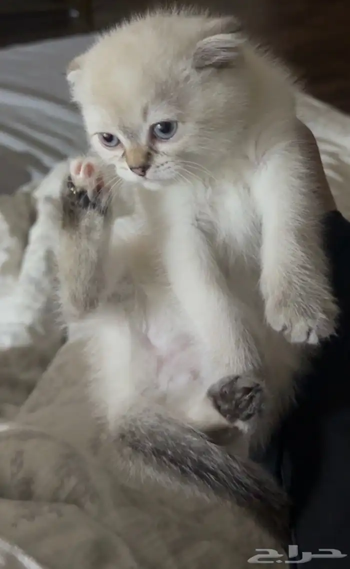 قطة سكوتش فولد 2