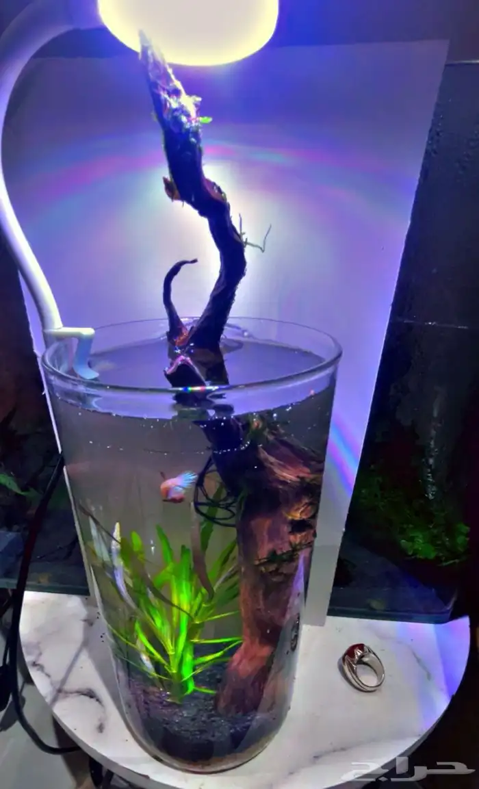 حوض مكتبي نهري 3