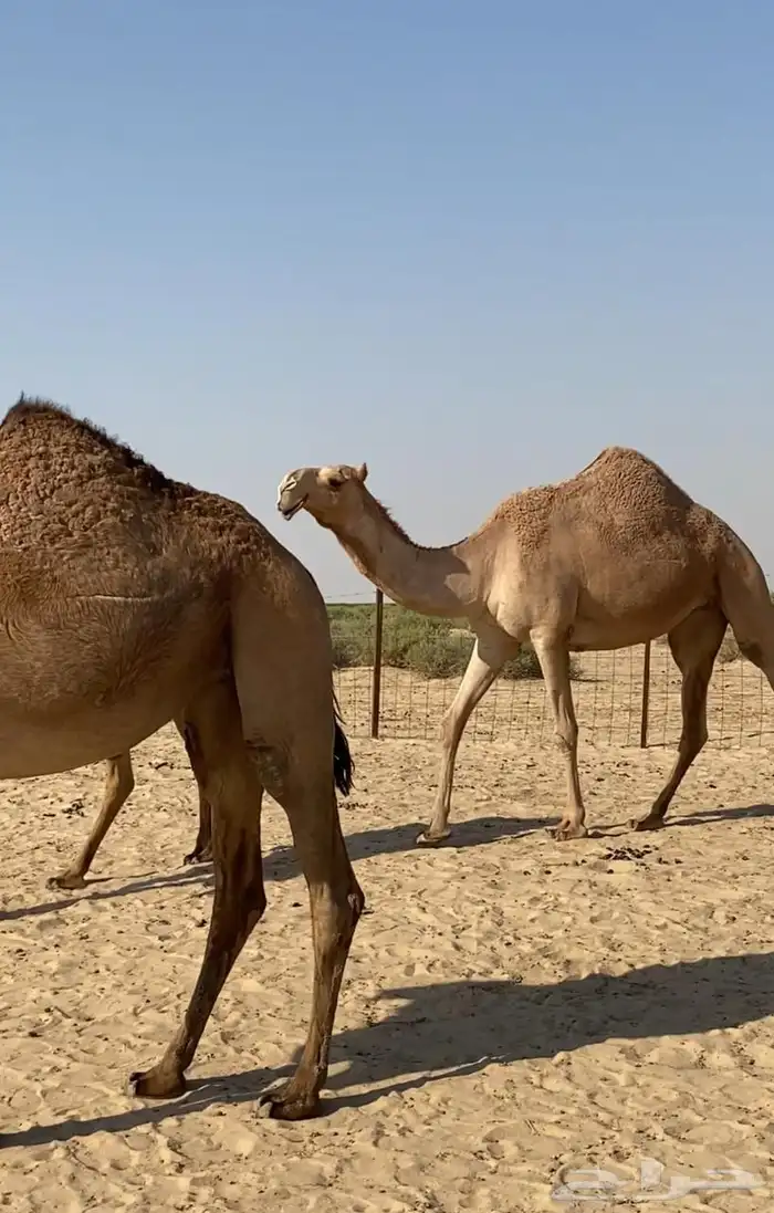 بكار كككفو وطيبه للبيع 4