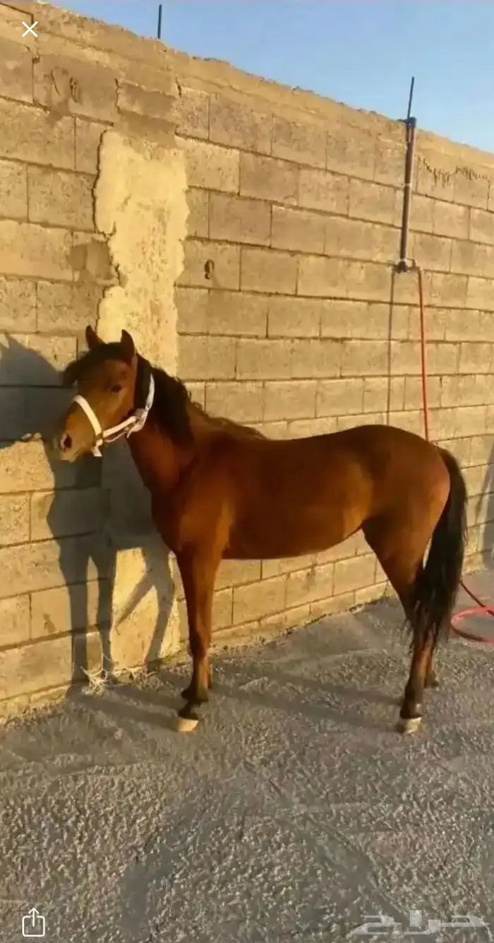 مهرة بونية 1