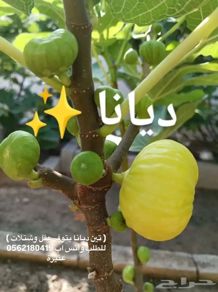 شتلات تين نوادر بنص السعر ( عرض ) 1