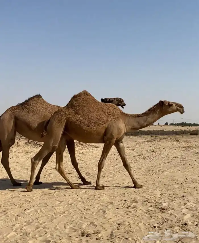 بكار كككفو وطيبه للبيع 1