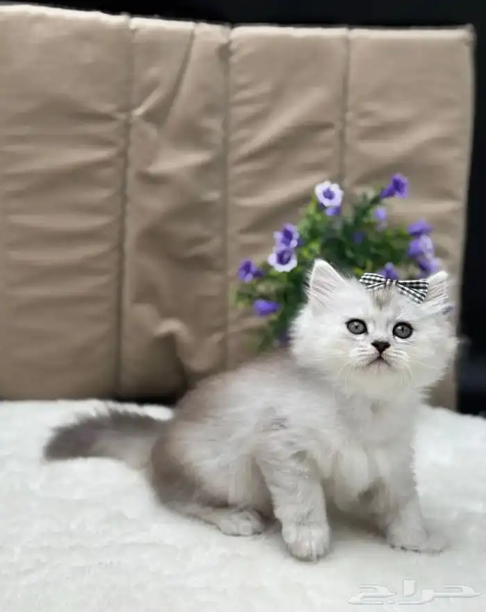 انثى سكوتش سيلفر لونق هير 2