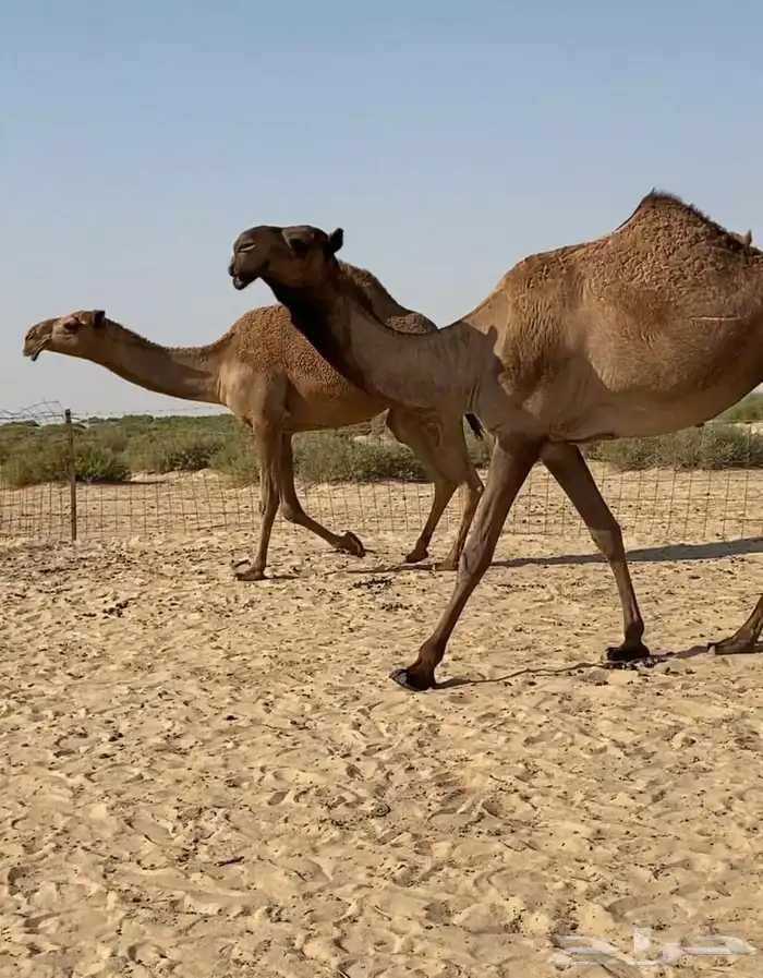 بكار كككفو وطيبه للبيع 14