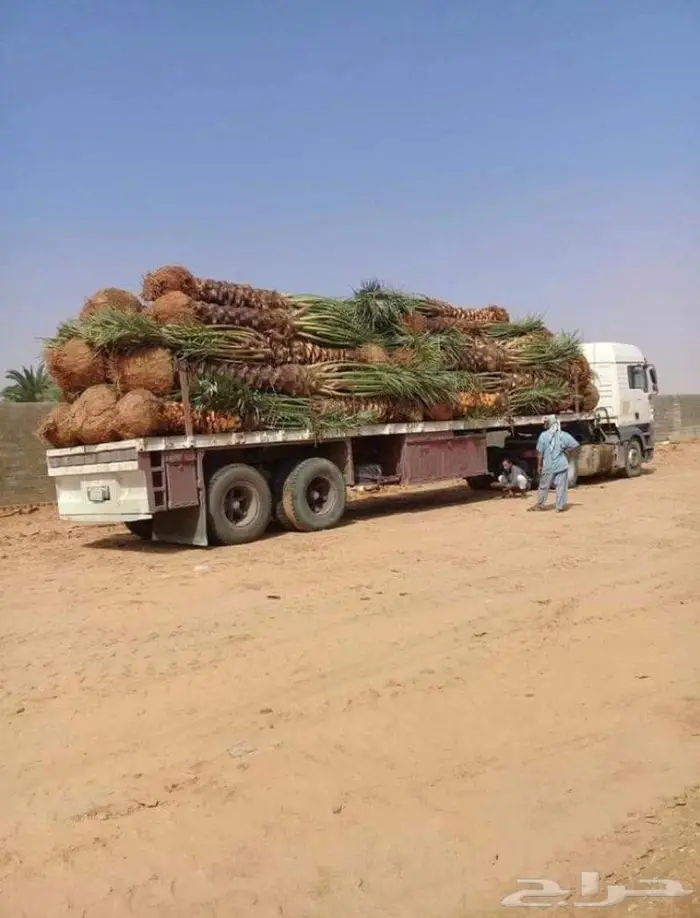 نخل واشنطني 4