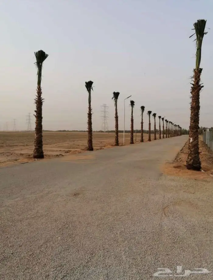 نخل واشنطني 3