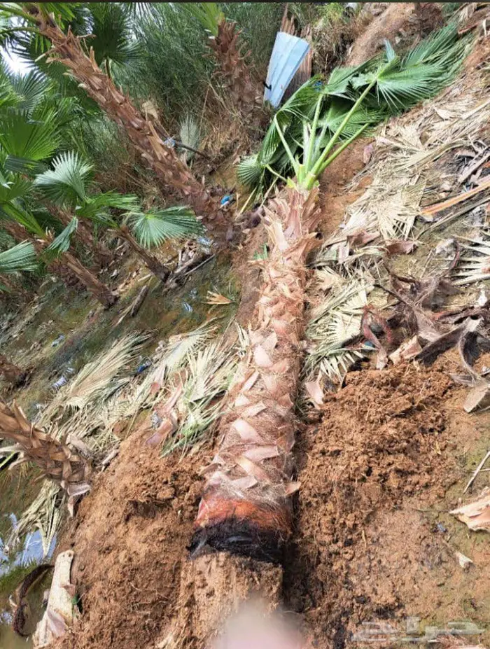 نخل واشنطني 7