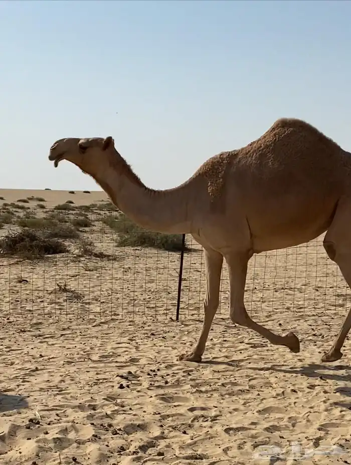 بكار كككفو وطيبه للبيع 15