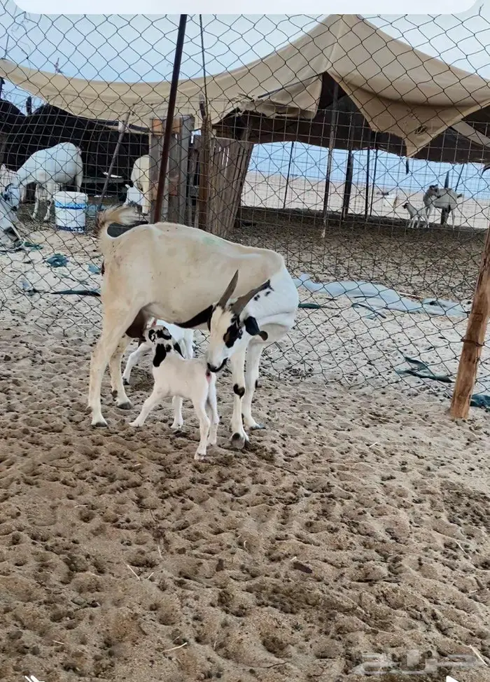 عنز مرخاء تحتها ثنتين جفار 0