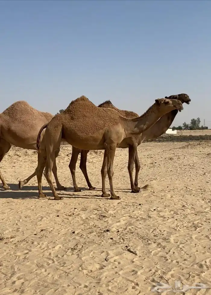 بكار كككفو وطيبه للبيع 5