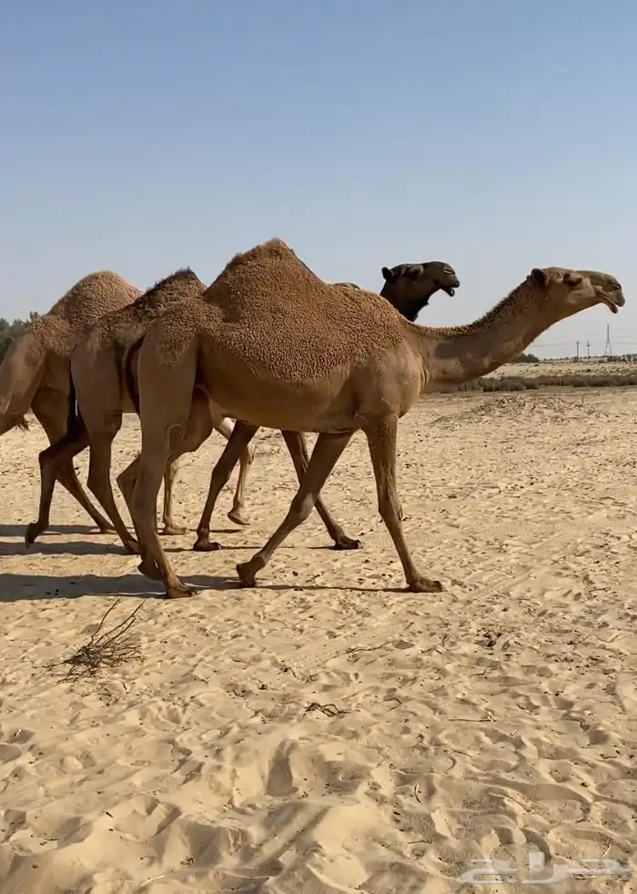 بكار كككفو وطيبه للبيع 0