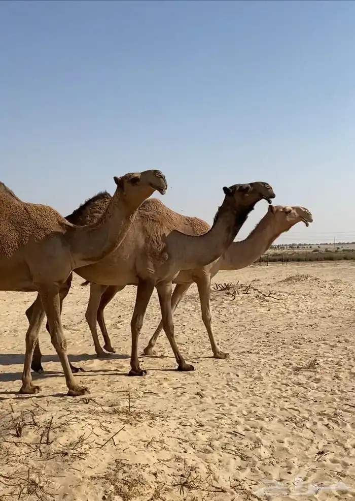 بكار كككفو وطيبه للبيع 16