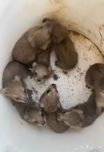 مواليد وبران 0