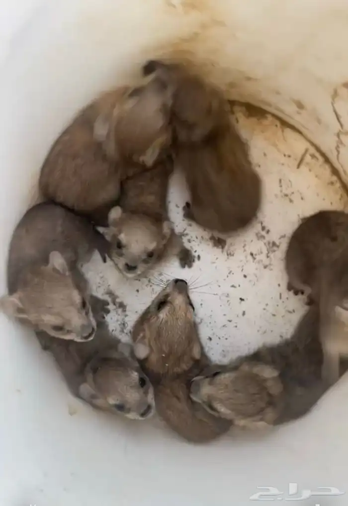 مواليد وبران 0