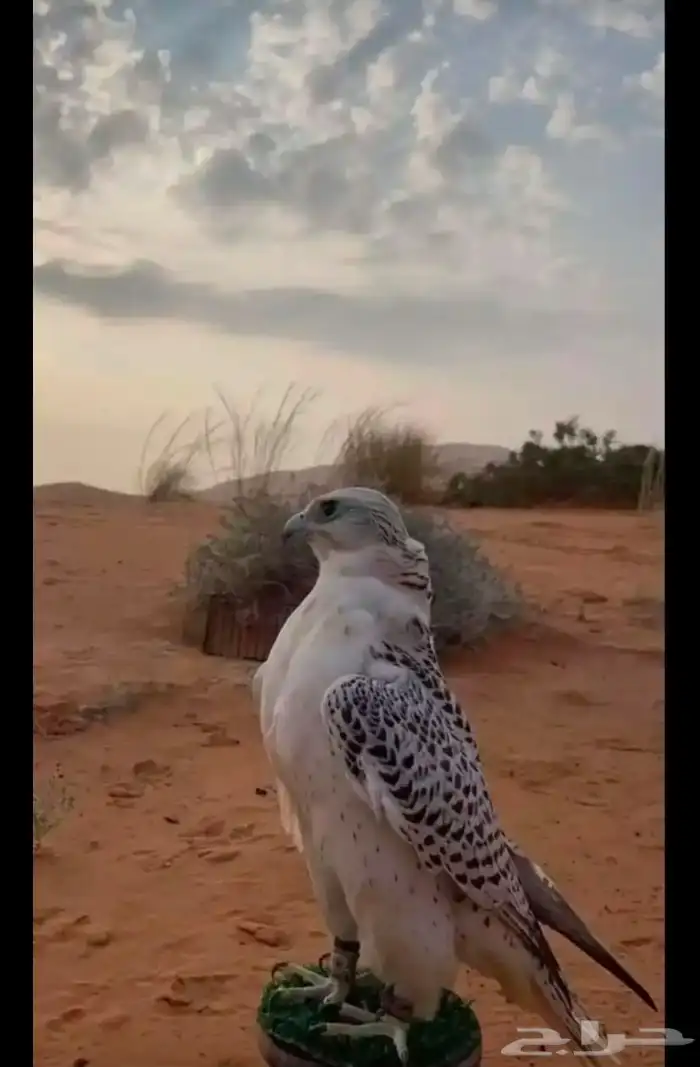 دجاج   الي يخبر لي صقر للبيع يتواصل معي 1