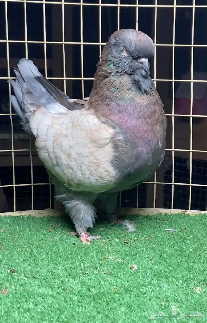 ذكر مودينا اوبل 1