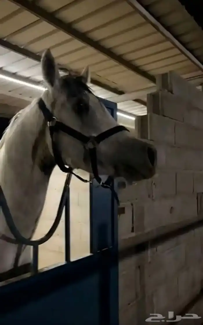 حصان عربي شعبي 6