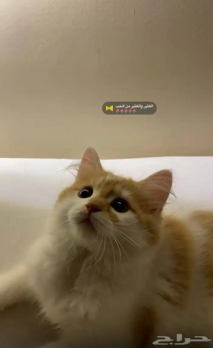 قطه شيرازي للبيع 1