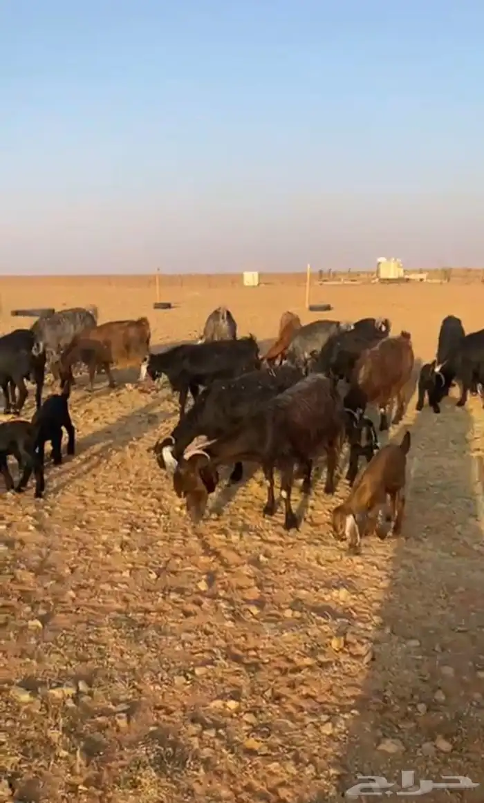 ماعز مواليد دفيع 0