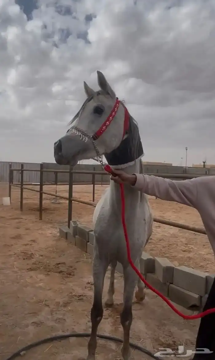 حصان عربي شعبي 5