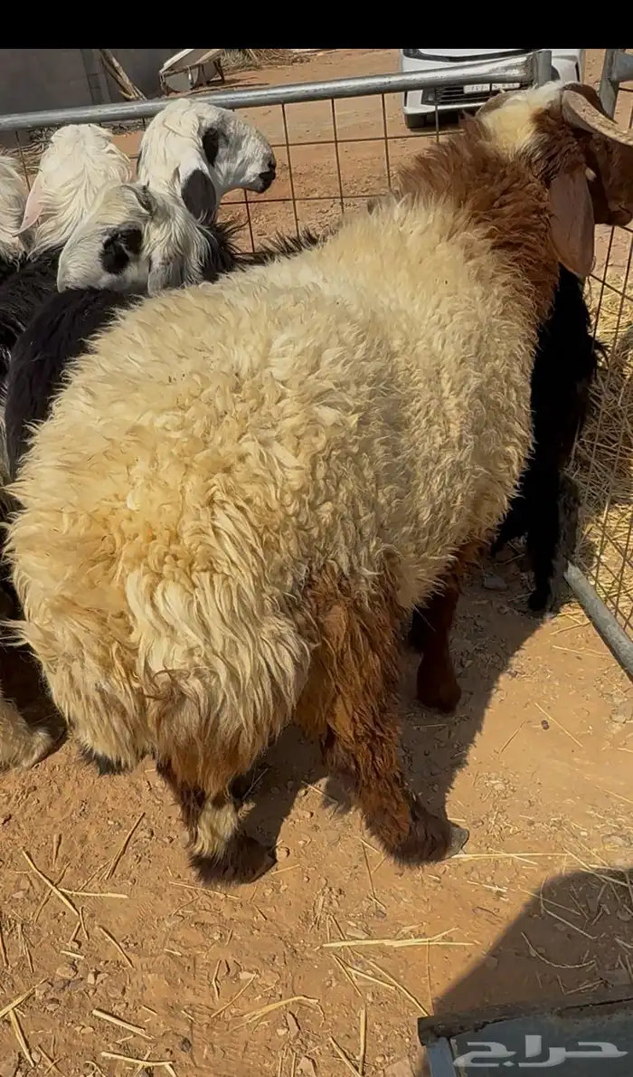 جذع نعيمي فاخر بلدي 0