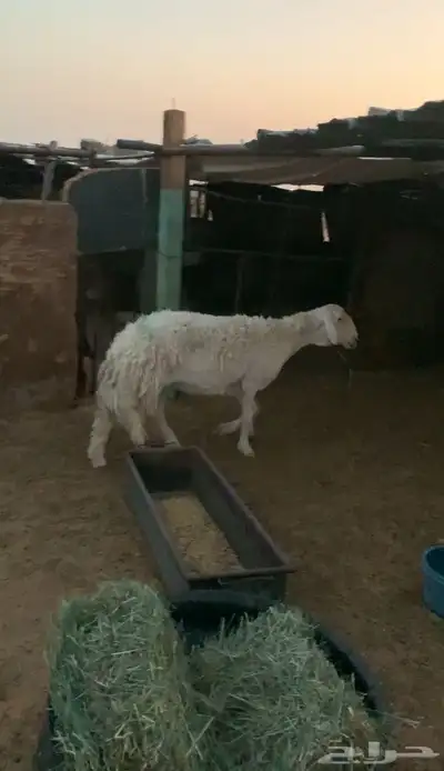 شاه حريه طيبه 0