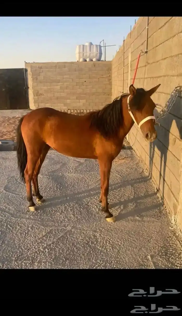 مهرة بونية 0